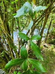 Berberis glaucocarpa