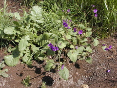 Phacelia