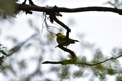 Spinus barbatus