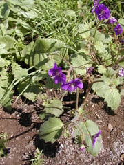 Phacelia