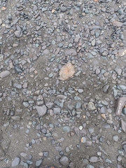 Chrysaora melanaster