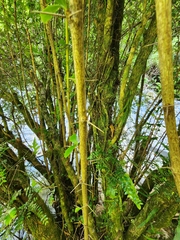 Berberis glaucocarpa