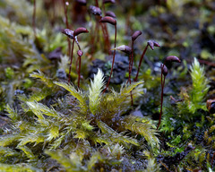 Sciuro-hypnum reflexum