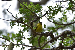 Spinus barbatus