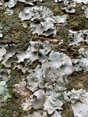 Dermatocarpon miniatum