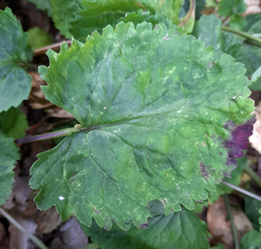 Packera quebradensis