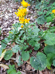 Packera quebradensis