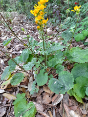 Packera quebradensis