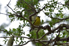 Spinus barbatus