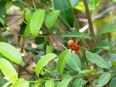 Salacia chinensis