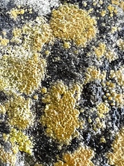 Xanthocarpia feracissima