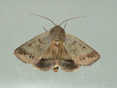 Pantydia sparsa
