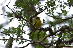 Spinus barbatus