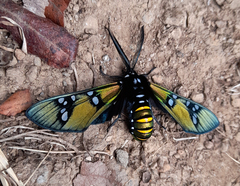 Chrysocale principalis