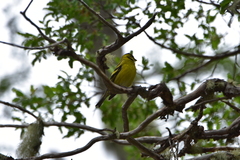 Spinus barbatus
