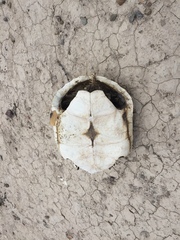 Gopherus flavomarginatus