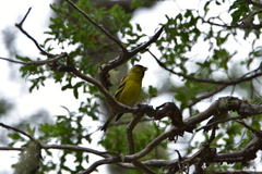 Spinus barbatus