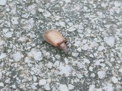 Ecnolagria rufescens