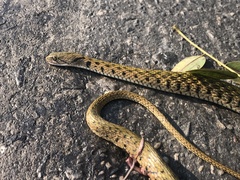 Fowlea flavipunctata