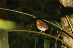 Grallaricula flavirostris