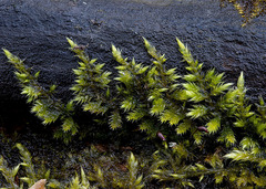 Sciuro-hypnum reflexum