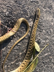 Fowlea flavipunctata