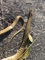 Fowlea flavipunctata