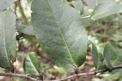 Diospyros hillebrandii