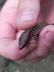 Oligosoma aeneum