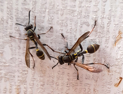 Mischocyttarus pallidipectus