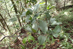 Diospyros hillebrandii