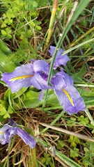 Iris planifolia