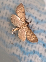 Proternia philocapna