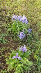 Iris planifolia