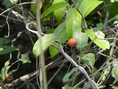 Salacia chinensis