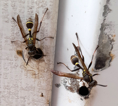 Mischocyttarus pallidipectus