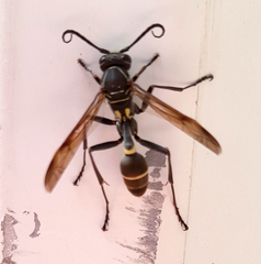 Mischocyttarus pallidipectus