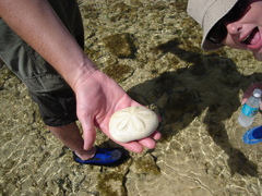 Clypeaster rosaceus