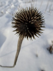Echinacea purpurea