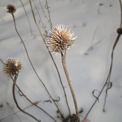 Echinacea purpurea