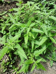 Urtica ferox
