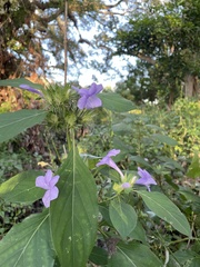 Barleria