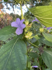 Barleria