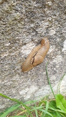 Drusia valenciennii