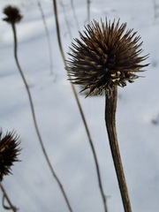 Echinacea purpurea