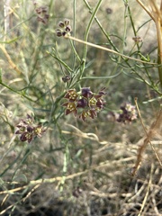 Funastrum hirtellum