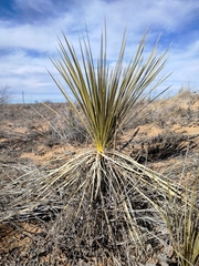 Yucca campestris
