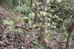Eugenia reinwardtiana