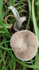 Volvopluteus gloiocephalus