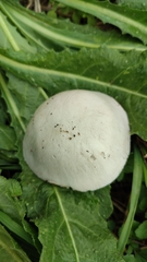 Volvopluteus gloiocephalus